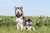 ALASKAN MALAMUTE 010